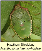 Acanthosoma haemorrhoidale, Hawthorn Shieldbug