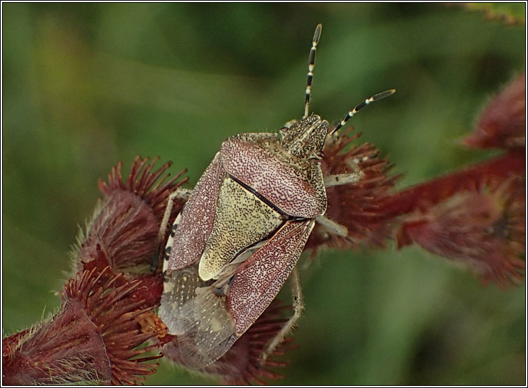 Hairy Shieldbug, Dolycoris baccarum