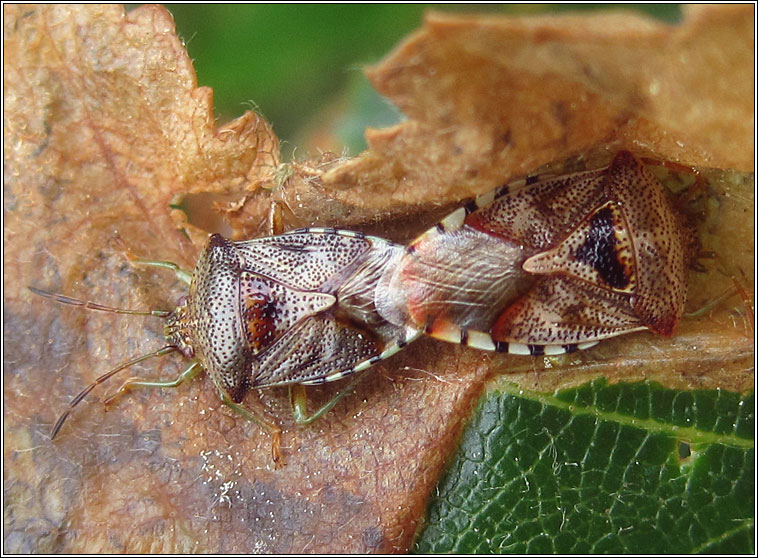 Parent Bug, Elasmucha grisea