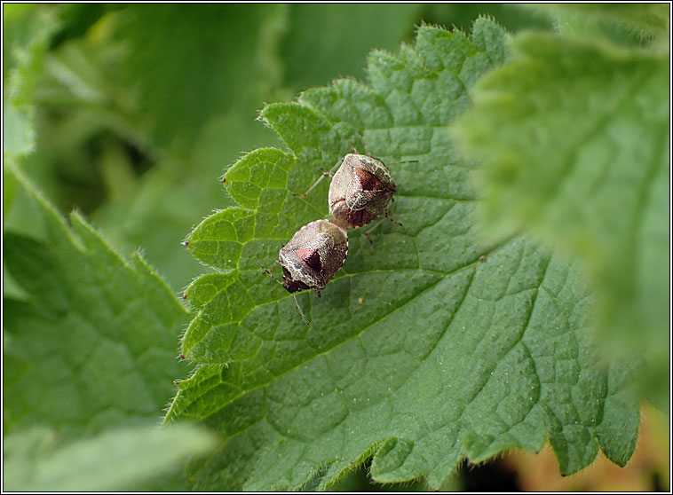 Woundwort Shieldbug, Eysarcoris venustissimus