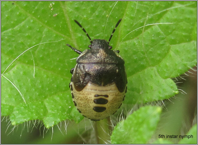 Woundwort Shieldbug, Eysarcoris venustissimus