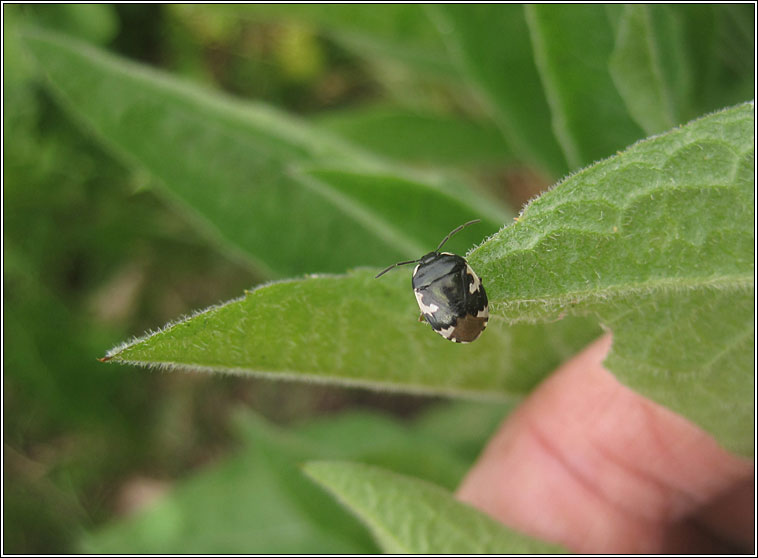 Pied Shieldbug, Tritomegas bicolor