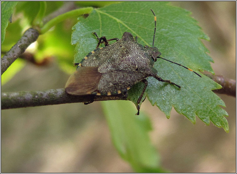 Bronze Shieldbug, Troilus luridus