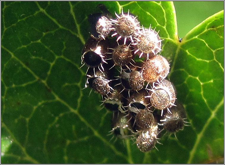 Bronze Shieldbug, Troilus luridus