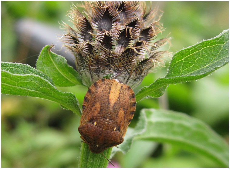 Tortoise Bug, Eurygaster testudinaria