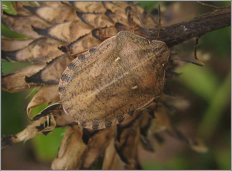 Tortoise Bug, Eurygaster testudinaria