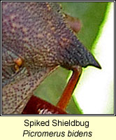 Picromerus bidens, Spiked Shieldbug