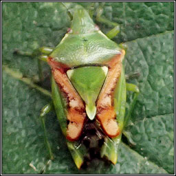 Juniper Shieldbug, Cyphostethus tristriatus