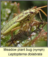 Leptopterna dolabrata, Meadow plant bug