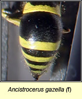 Ancistrocerus gazella