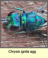 Chrysis ignita agg