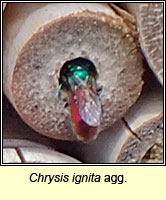 Chrysis ignita agg