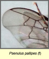 Psenulus pallipes