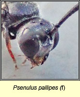 Psenulus pallipes