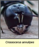 Crossocerus annulipes