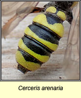 Cerceris arenaria