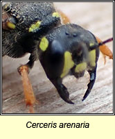 Cerceris arenaria