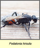 Podalonia hirsuta