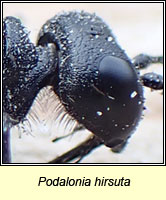 Podalonia hirsuta