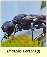 Lindenius albilabris