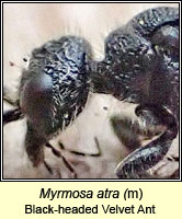 Myrmosa atra, Black-headed Velvet Ant