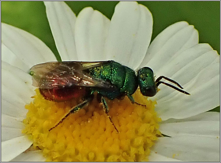 Hedychrum