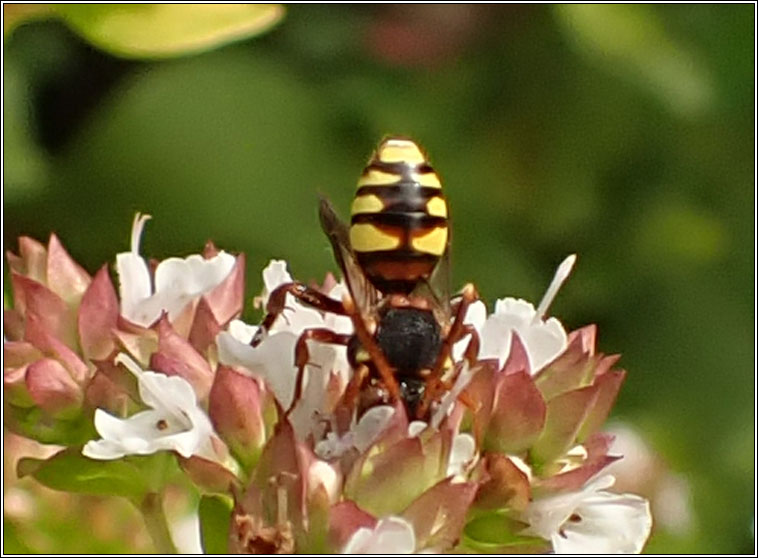 Nomada zonata
