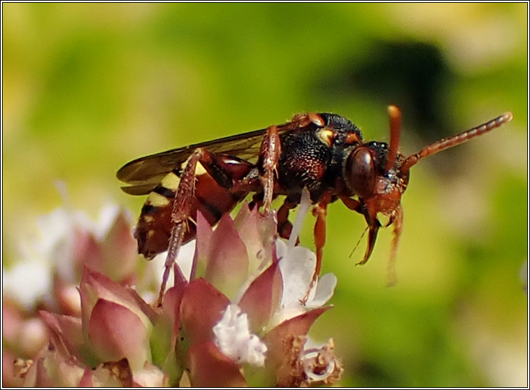 Nomada zonata