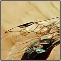 Stigmus sp