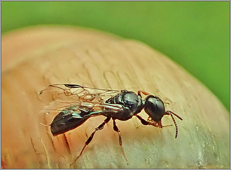 Stigmus sp
