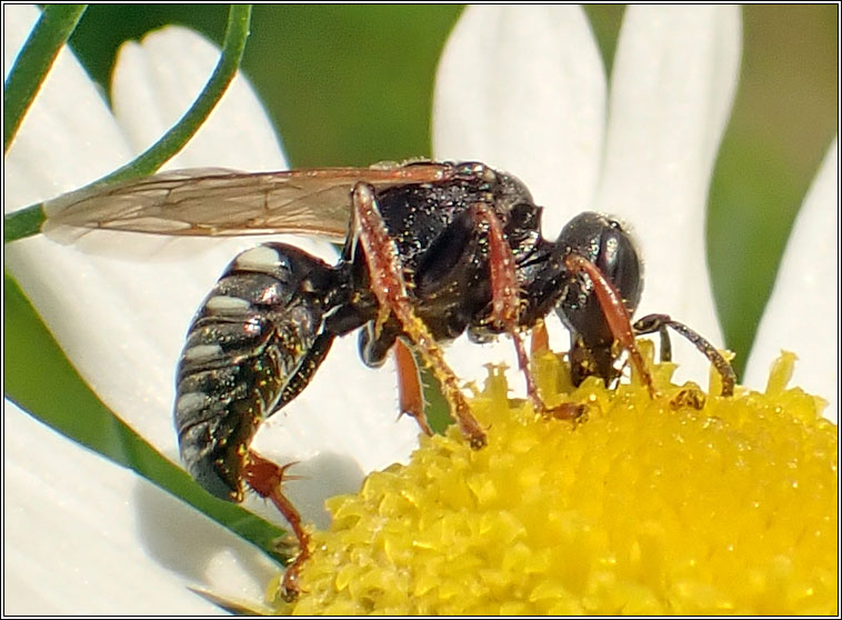 Oxybelus uniglumis