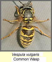 Vespula vulgaris, Common Wasp