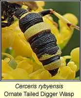 Cerceris rybyensis, Ornate Tailed Digger Wasp