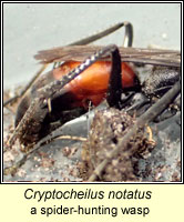 Cryptocheilus notatus, a spider hunting wasp