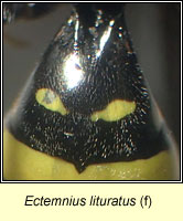 Ectemnius lituratus