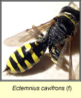 Ectemnius cavifrons