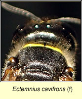 Ectemnius cavifrons