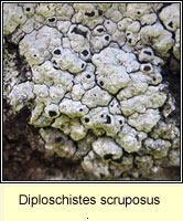 Diploschistes scruposus