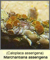 Marchantiana asserigena (Caloplaca asserigena)