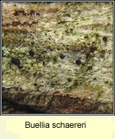 Buellia schaereri