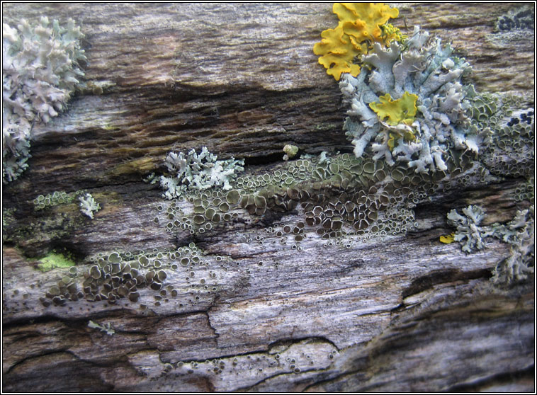 Lecanora zosterae