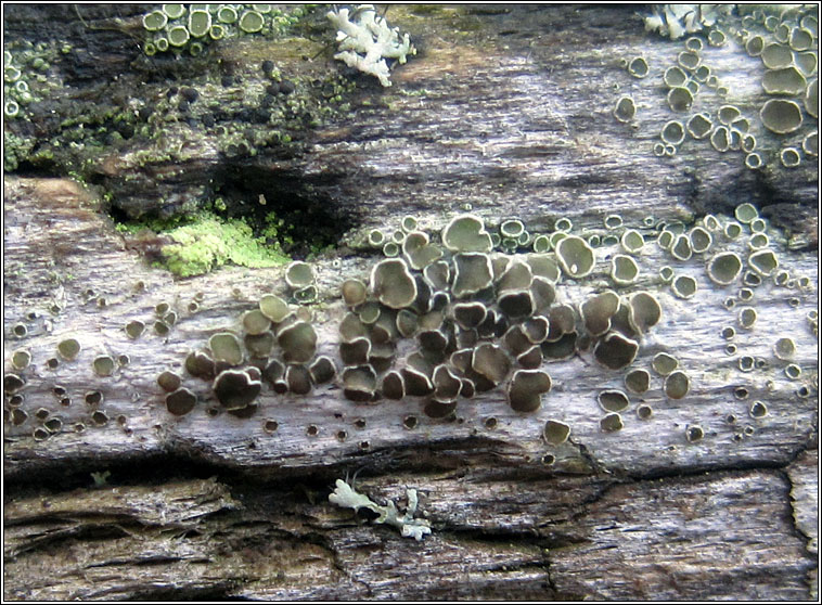 Lecanora zosterae