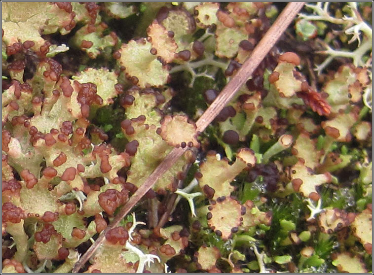 Cladonia cervicornis subsp cervicornis