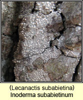 Inoderma subabietinum, Lecanactis subabietina