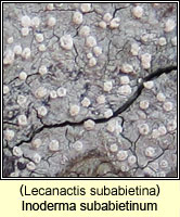 Inoderma subabietinum, Lecanactis subabietina