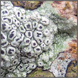 Pertusaria hymenea