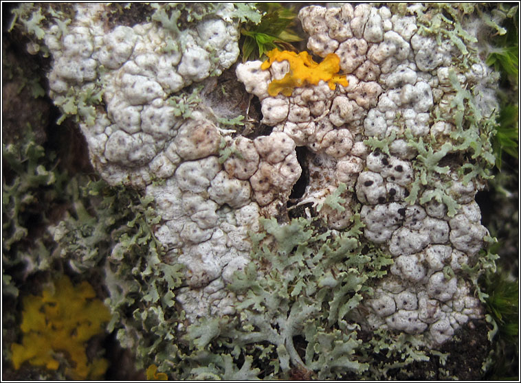 Pertusaria hymenea