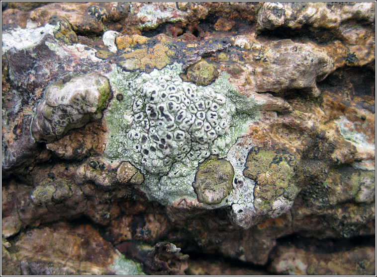 Pertusaria hymenea