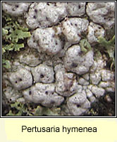 Pertusaria hymenea