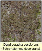 Dendrographa decolorans (Schismatomma decolorans)